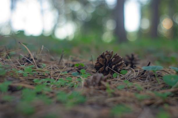 istock A close-up image of a large brown seed pod or structure on a forest floor, surrounded by small green plants and moss, possibly in a moist environment, under natural lighting conditions 2193564572