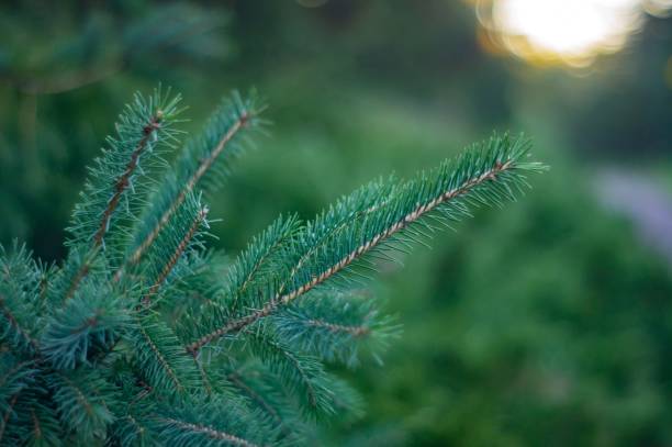 istock Close-up of a dewy, translucent green needle-covered branch in a forest setting, suggesting natural light and tranquility 2193564612