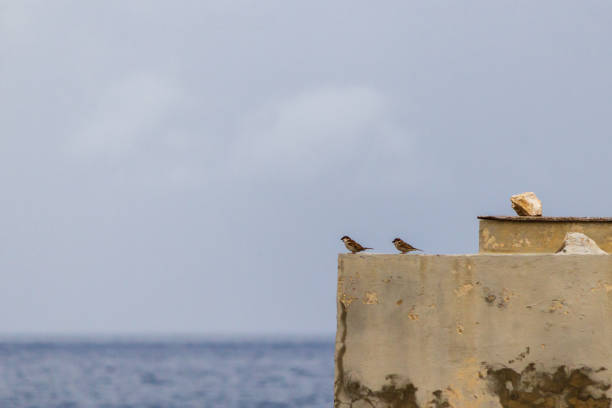 Two small birds rest on the edge of a weathered wall overlooking a tranquil ocean under a cloudy sky, capturing a moment of natural beauty and calm near the seashore.