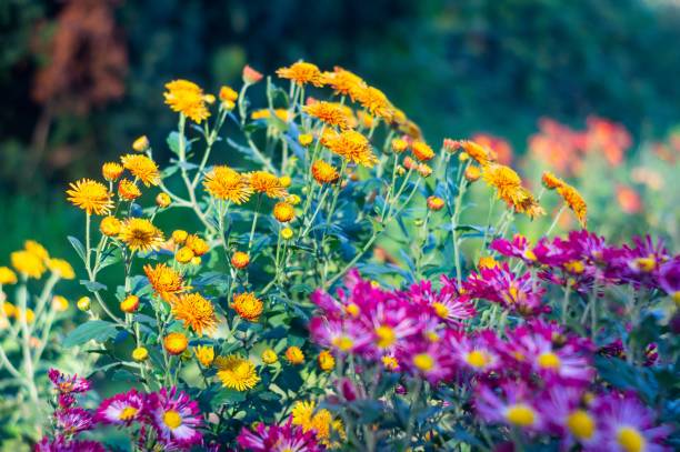 A vibrant garden scene with daisies and various other flowers, sunlight filtering through leaves, creating a bokeh effect Realistic photography style captures the beauty of nature from below, lookin