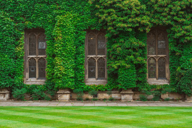 Ivy-covered wall with gothic windows in oxford, england, uk