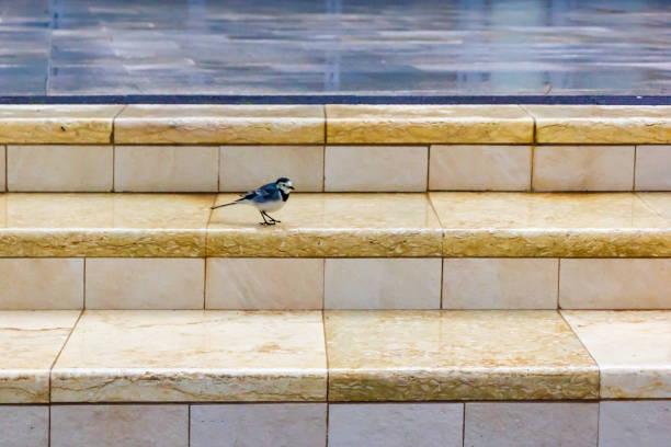 A small bird stands on polished marble steps. The bright background contrasts the delicate details of the bird, showcasing harmony between nature and modern architecture.