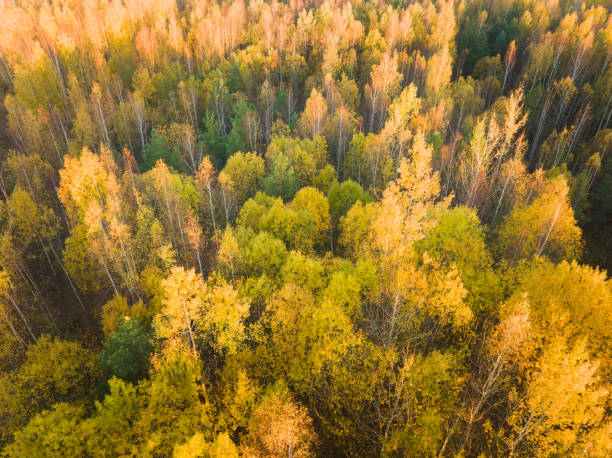 istock Drone shot of a vibrant Estonian forest in fall. 2193568409