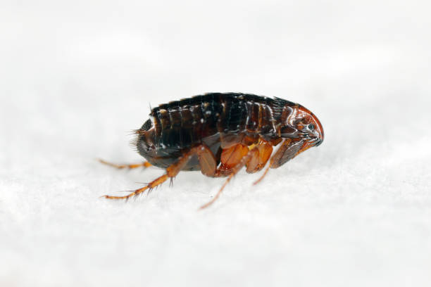 istock Super macro close up of brown, amber colored flea, Siphonaptera. It survives as external bloodsucking parasite of mammals and birds. 2193568878