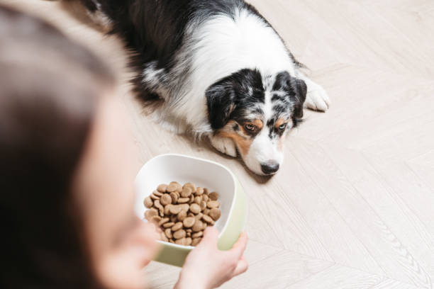istock A man feeds a dog from a bowl. 2193572620