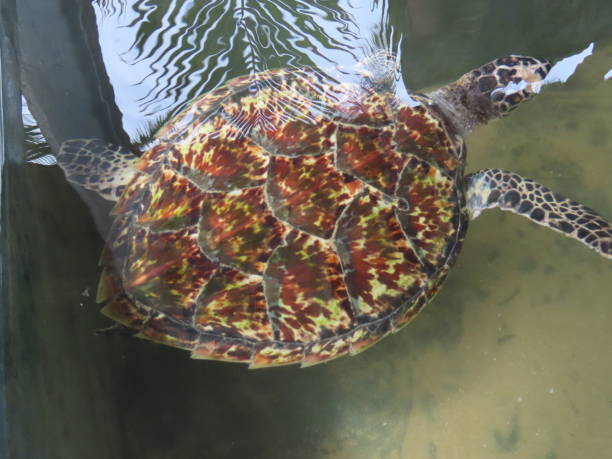 istock Turtle Rehabilatation 2193574388