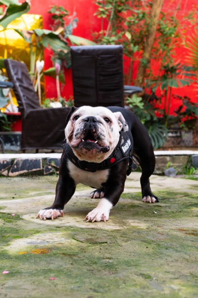 continental bulldog\nBreed of dog