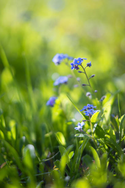 macro photography of spring bloom