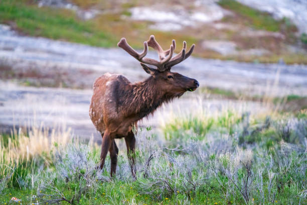 An elk standing in the grass at Yellowstone National Park.
