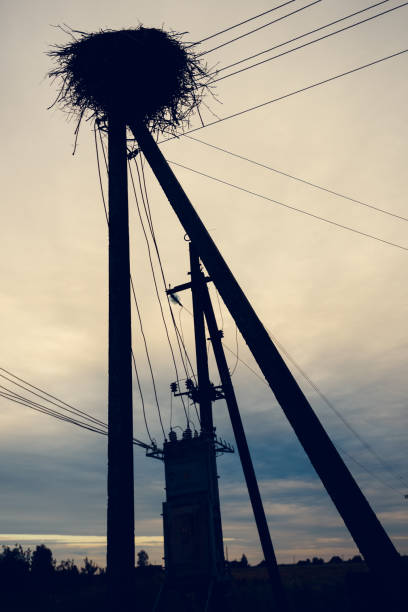 istock Stork nest on a power pole in the village. 2193576665