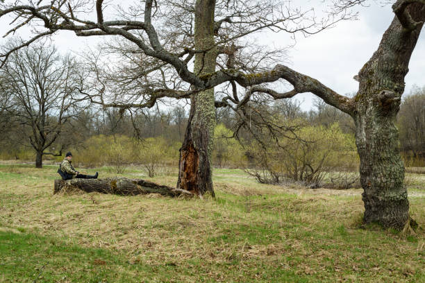 Oak tree on a meadow a sunny spring day