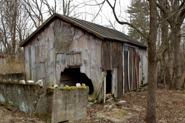 Abandoned condemned dilapidated shed with overgrown brush.