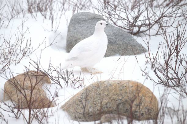 istock Ptarmigan in the Tundra 2193577961