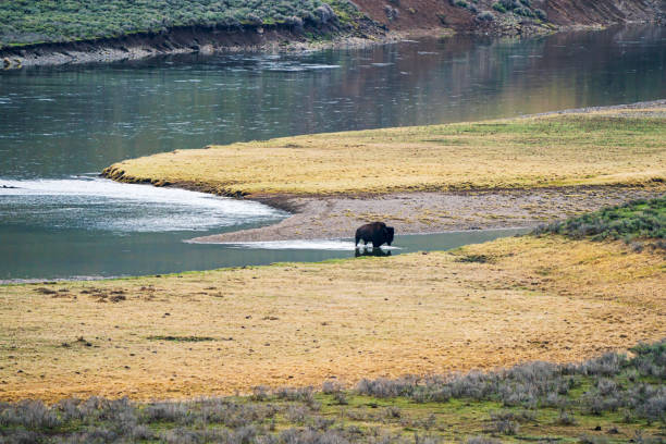 istock Bison At Yellowstone National Park, Wyoming 2193579176