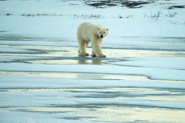 istock Polar Bear on Frozen Pond 2193579239