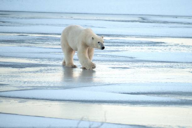istock Polar Bear on Frozen Pond 2193579240