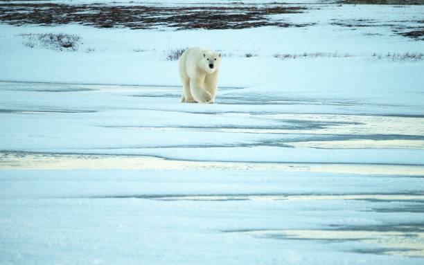 istock Polar Bear on Frozen Pond 2193579244
