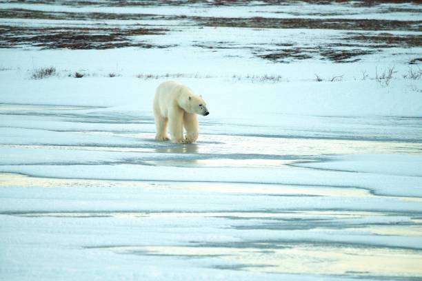istock Polar Bear on Frozen Pond 2193579247