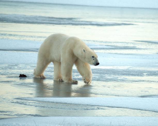 istock Polar Bear on Frozen Pond 2193579249