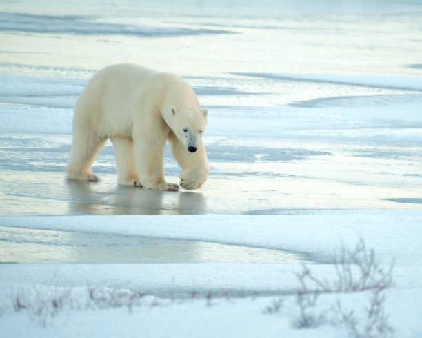 istock Polar Bear on Frozen Pond 2193579256