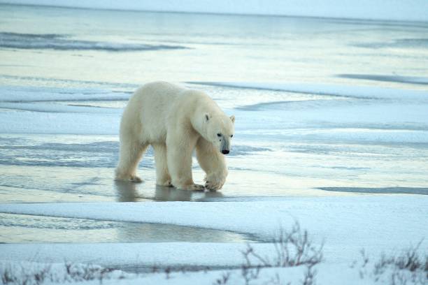 A polar bear walks across the snow and ice of a frozen pond at dusk in the Churchill Wildlife Management Area, Canada.