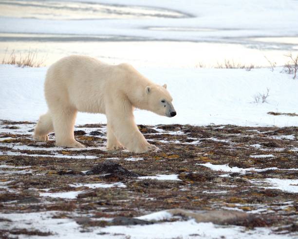 istock Polar Bear in Tundra 2193579371