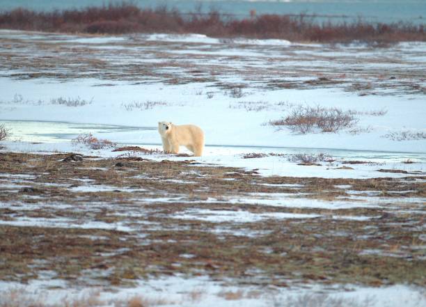 istock Polar Bear Sniffing the Air 2193579377