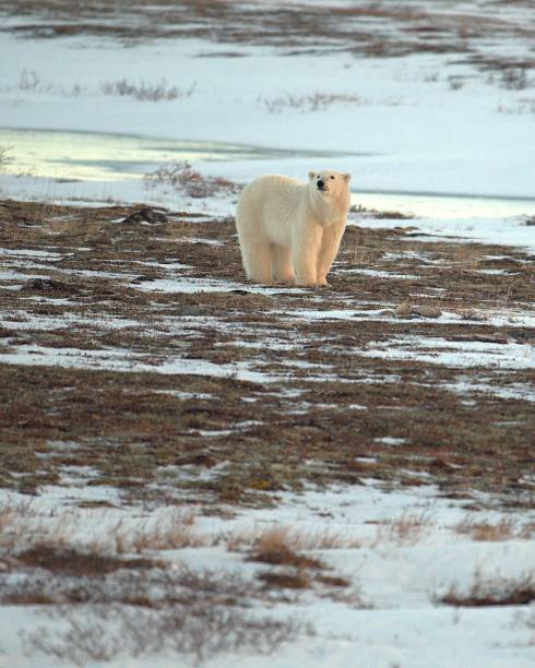 istock Polar Bear Sniffing the Air 2193579382