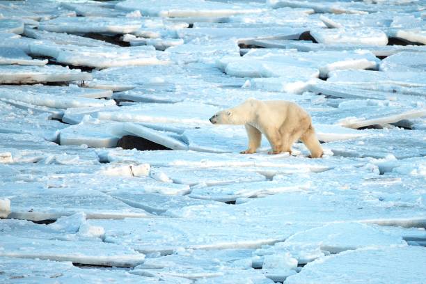 Polar Bear