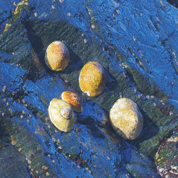 Five limpets (probably belonging to the genus Scurria) cling to coastal rocks in the splash zone of the Pacific Ocean, in the southern Atacama Desert Region of northern Chile.