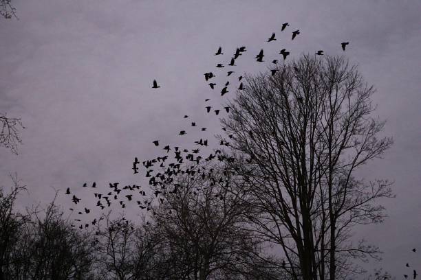 istock a flock of crows start their collective flight from a tree at dusk 2193580309