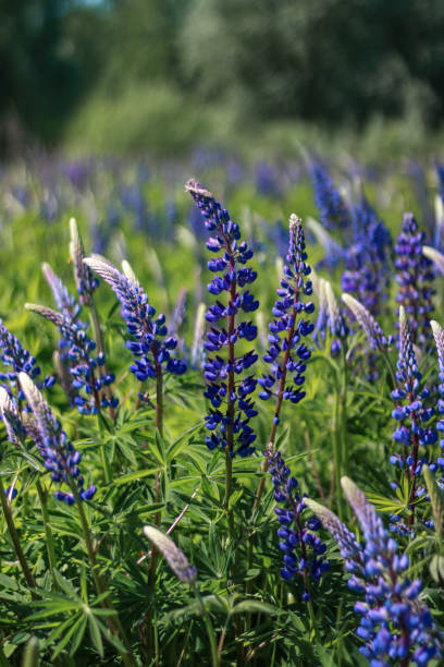 istock Purple wild lupine growing in summer. 2193580314