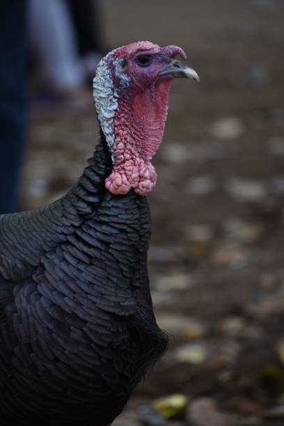 The Bronze is a breed of domestic turkey. The name refers to its plumage, which bears an iridescent bronze-like sheen. The Bronze had been the most popular turkey throughout most of American history, el bronze es una raza de pavo doméstico. el nombre hace referencia a su plumaje, que tiene un brillo iridiscente parecido al bronce. el pavo de bronce había sido el pavo más popular durante la mayor parte de la historia de estados unidos,