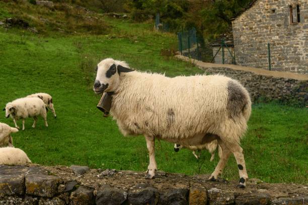 istock Sheep Standing on a Stone Wall in a Misty Green Landscape 2193583008