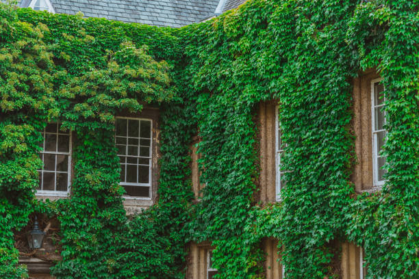 istock Ivy-covered wall with gothic windows in oxford, england, uk 2193583821