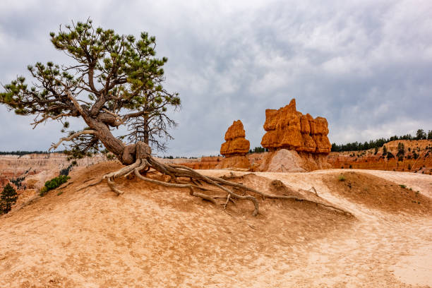 Bryce Canyon national park, Utah, USA.