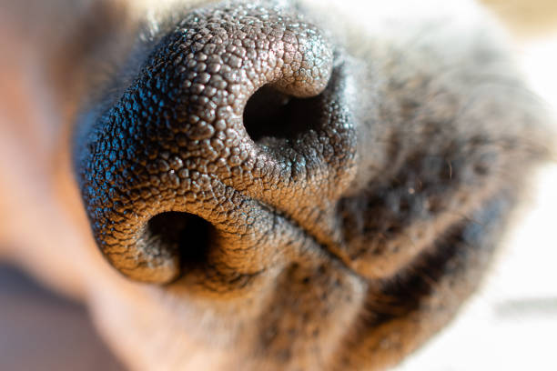 Close Up of a Sleeping Dog's Nose