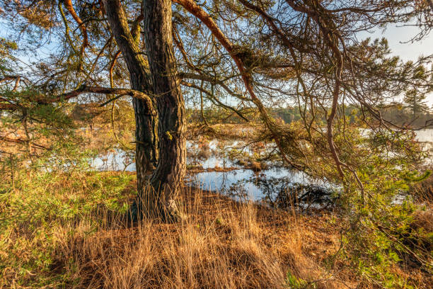 istock Scots pine tree on the side of a lake 2193586728