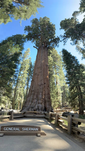 istock General Sherman Sequoia National Park 2193586814