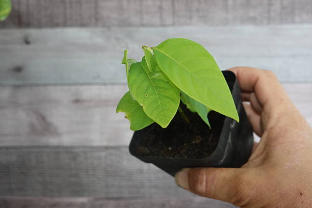 istock Gardener holding a small pot with annona muricata seedling 2193589630