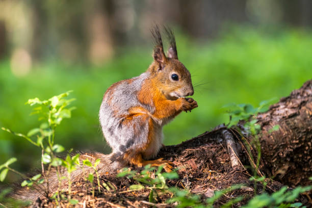istock A beautiful squirrel in a forest park in the summer 2193590176