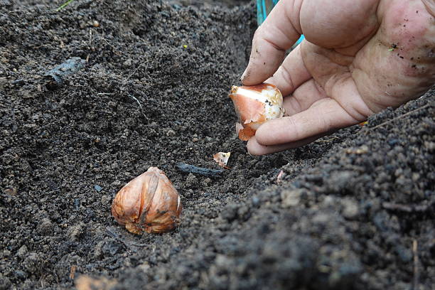istock Gardener planting daffodil bulbs in soil for spring bloom 2193590350