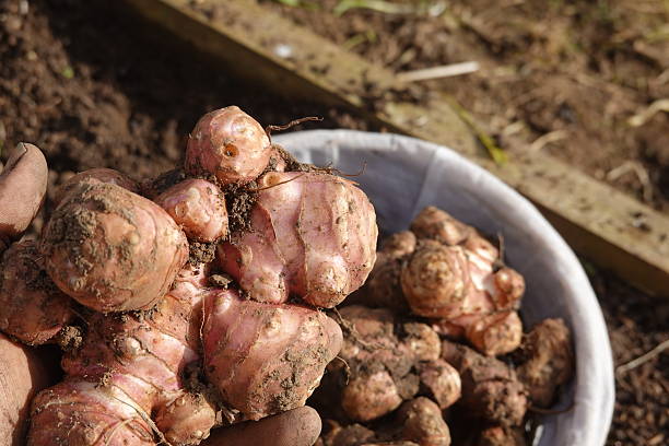istock Farmer holding freshly harvested jerusalem artichokes in hands 2193590653