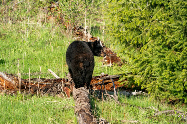 istock Black Bear Yellowstone National Park, Wyoming 2193591243