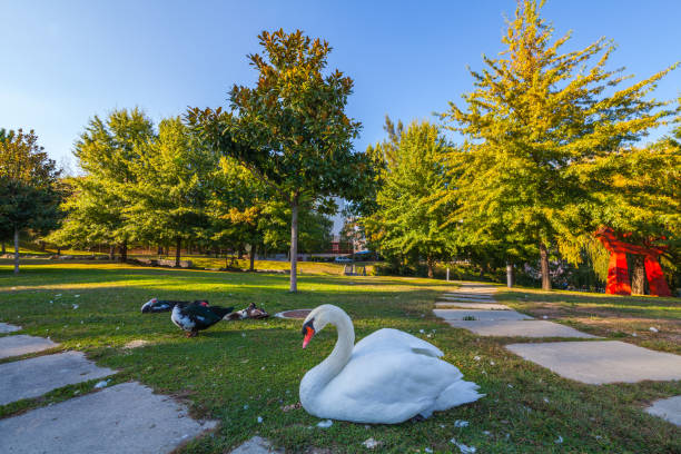 A white swan rests on a grassy area in a park alongside ducks, with trees and a blue sky in the background