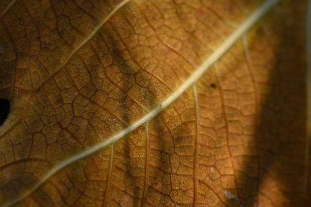 istock Intricate textures of a dried leaf illuminated by soft sunlight in a serene natural setting 2193592424