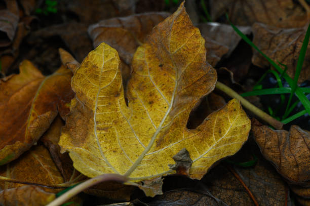 A vibrant golden leaf lies among muted brown leaves in a tranquil autumn landscape filled with nature's beauty.