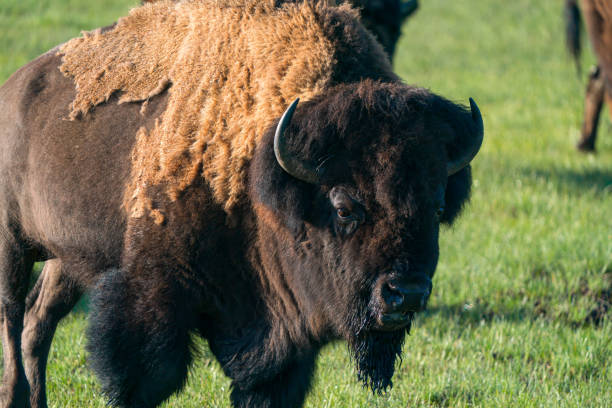 istock Yellowstone Park bison, also known as American bison 2193592808