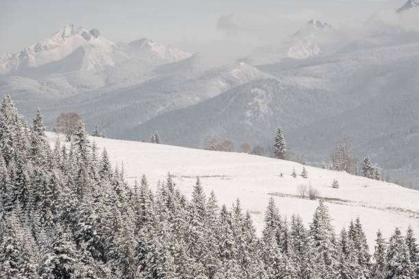Snowy Mountain Landscape with Bare Trees in Foreground. Zakopane Poland.