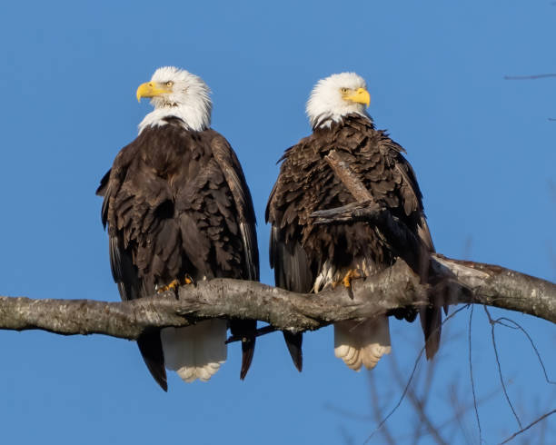 istock Twin bald eagles on a perch on the Potomac River 2193593225